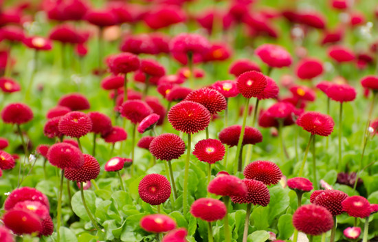 摄图网-鲜艳的红色花朵儿.jpg