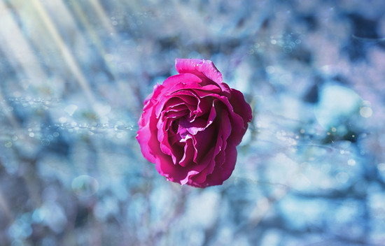 摄图网-粉红色的玫瑰花.jpg