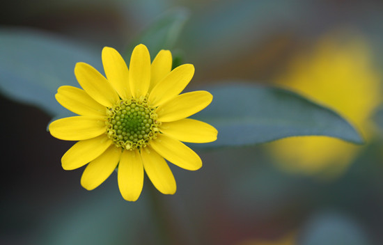 摄图网-黄色花朵特写.jpg