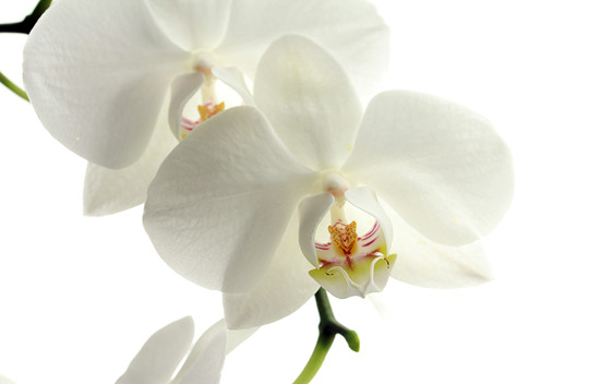 摄图网-白色花朵特写.jpg