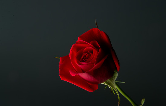 摄图网-黑色背景中的红色玫瑰花.jpg